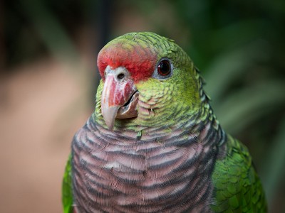 Bird_Brazil_Photo_alison_pretious 1 of 1 2