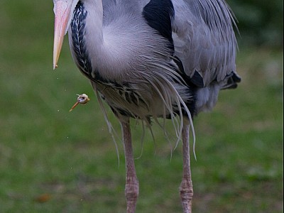 Heron_fish_great_wildlife_photograph 2