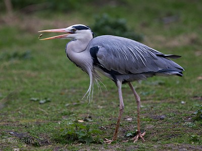 Heron_fish_great_wildlife_photograph