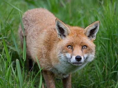 NATURE_MR_FOX_1_of_1