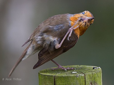 Robin_with_scratch_wildlife_photograph