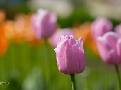 Tulip