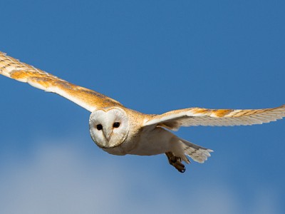 Barnowl