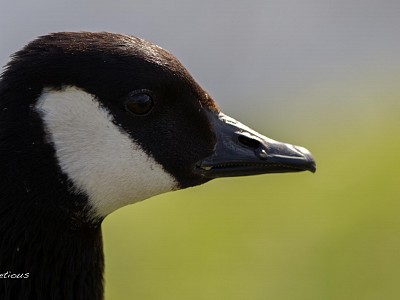 Brilliant goose photograph