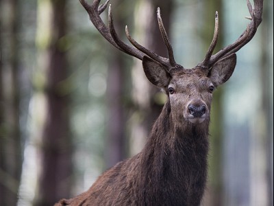 Brilliant stag photograph