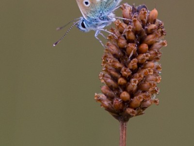 Common blue 3