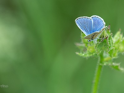 Common blue