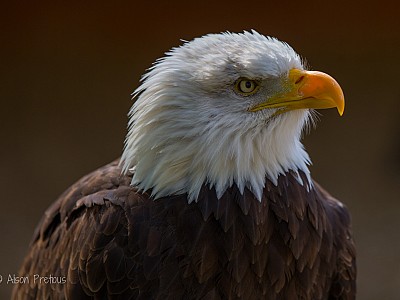 Eagle