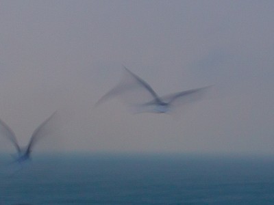 Ghostseagulls