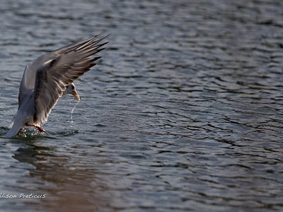 Great bird photograph