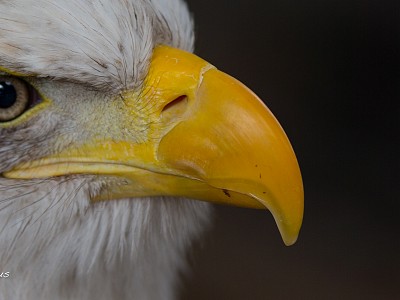 Great eagle photograph gravesend 20