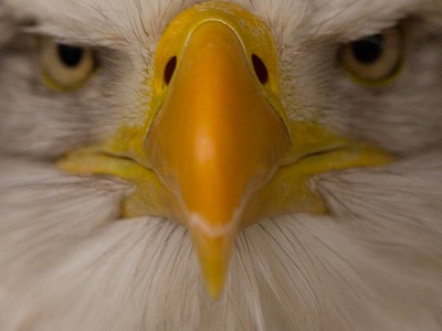 Great eagle photograph kent 22