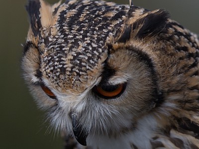 Great shy owl photograph