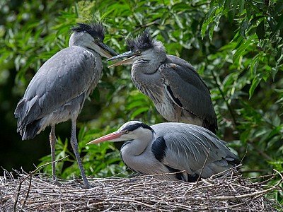 Heron