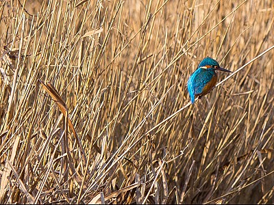 Kingfisher