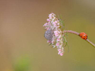 Ladybird