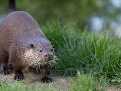 Otter